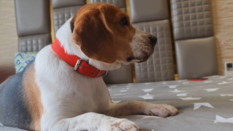 Beagle - Dog Breed