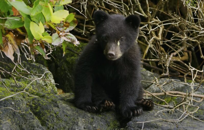 Bear Cubs