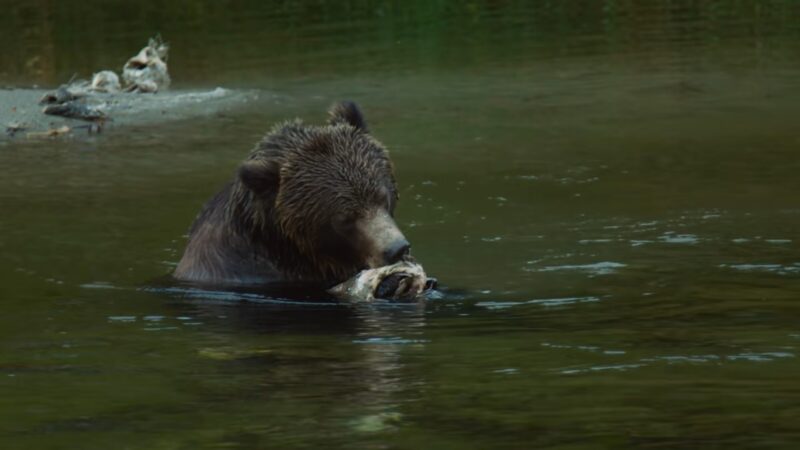 Bear Food Consumption