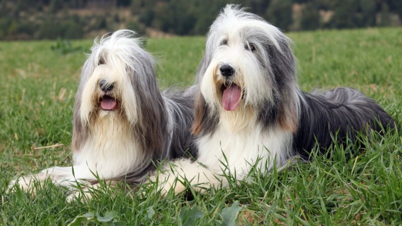 Bearded Collie Breed