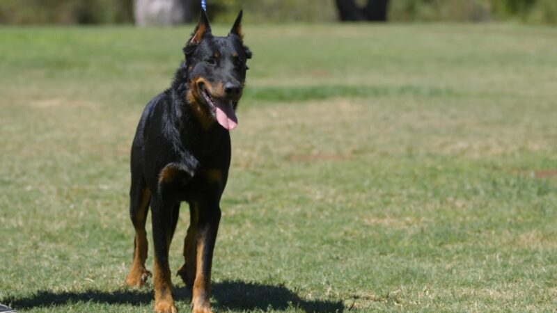 Beauceron