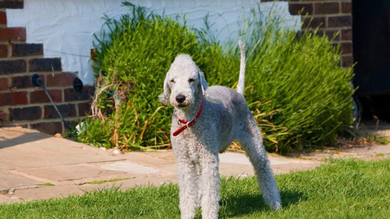 Bedlington Terrier