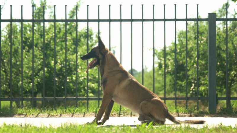 Belgian Malinois