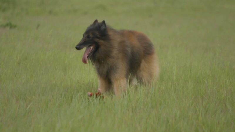 Belgian Tervuren