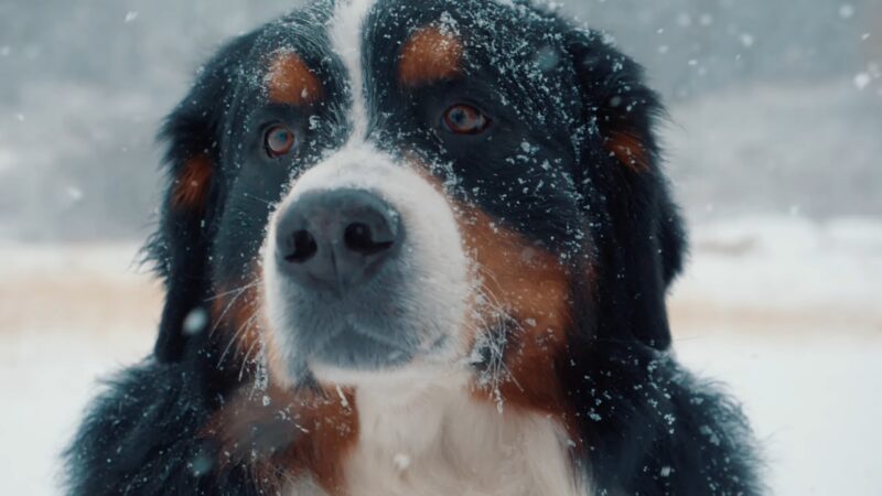 Bernese Mountain Dog