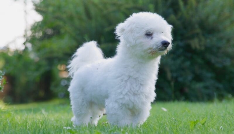 Bichon Frise