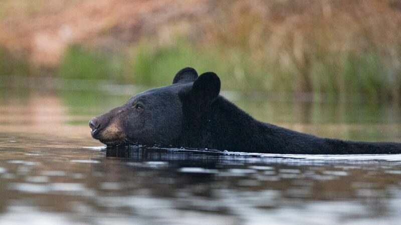 Black Bear Swimming