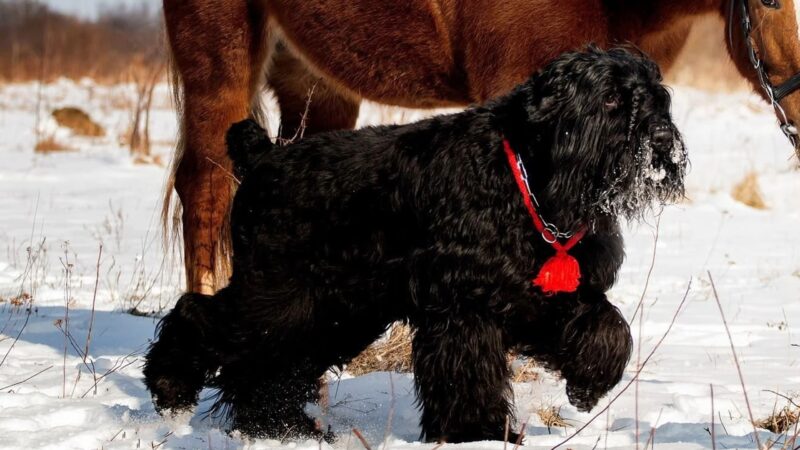 Black Russian Terriers