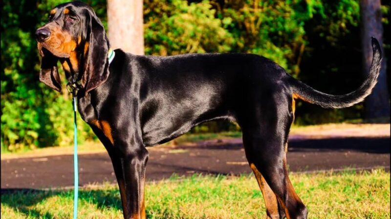 Black and Tan Coonhound