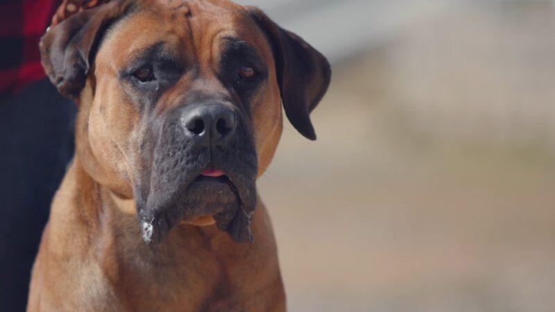 Boerboel