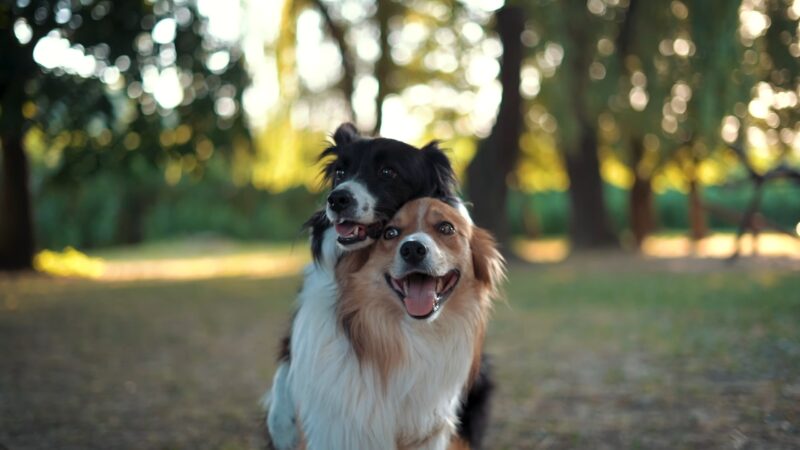 Border Collie