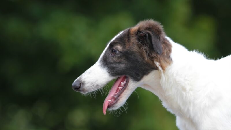 Borzoi Puppy