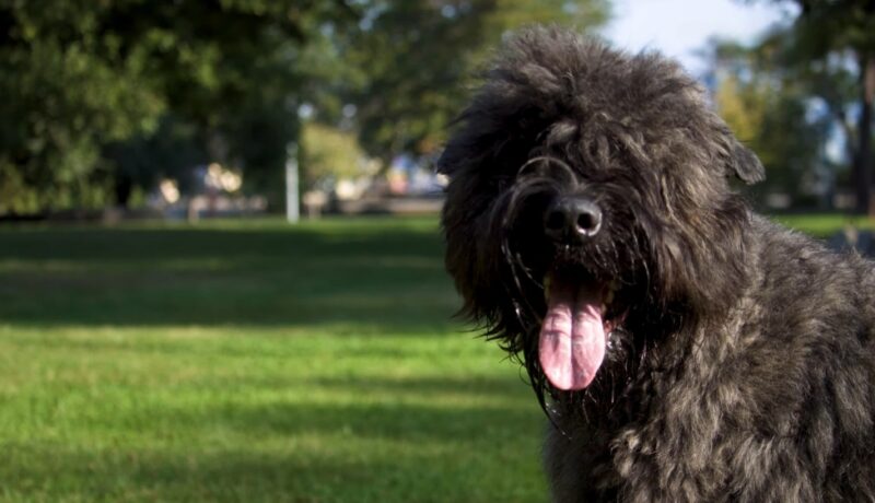 Bouvier des Flandres