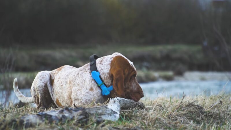 Bracco Italiano