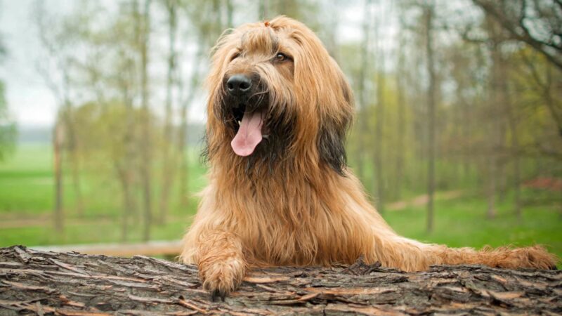 Briard Breed