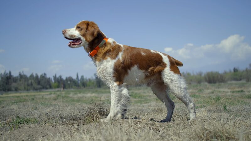 Brittany Spaniel