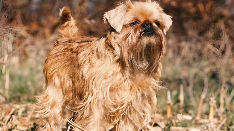 Brussels Griffon