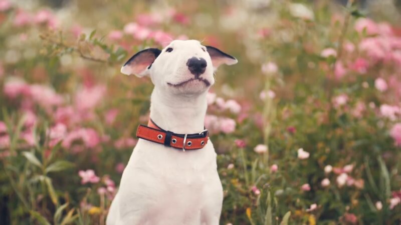 Bull Terrier