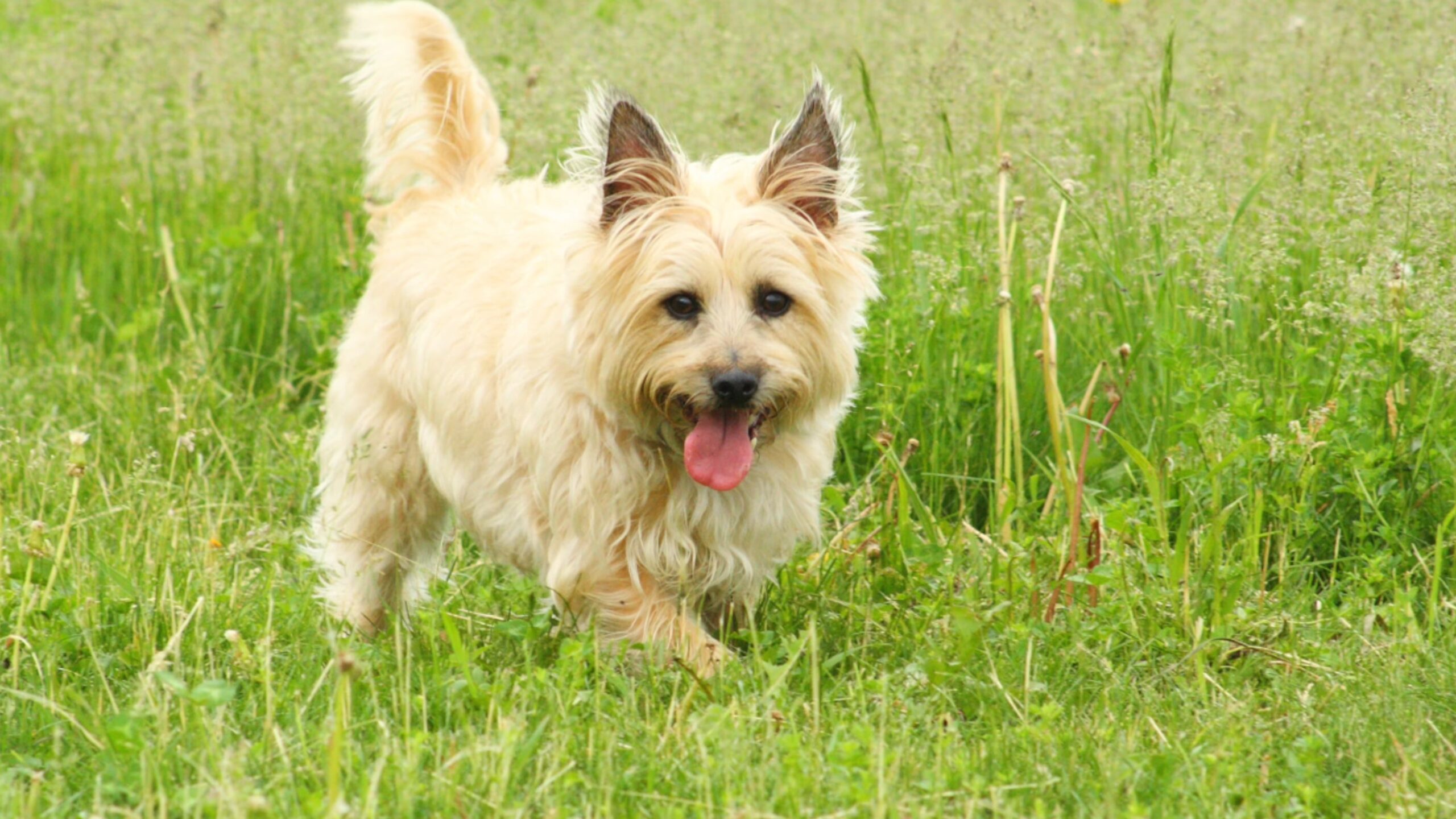 Cairn Terrier