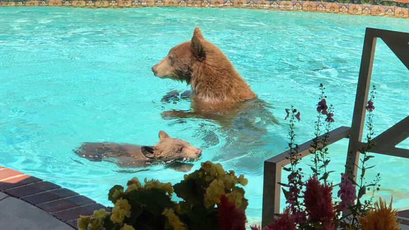 Can Bears Swim