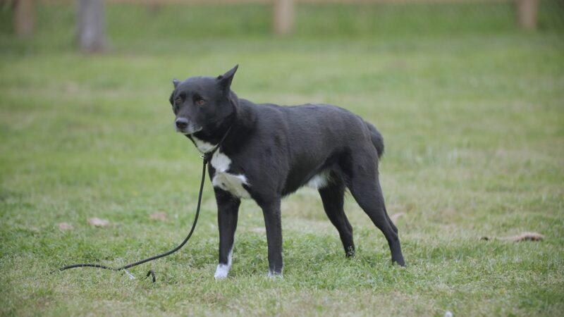 Canaan Dog