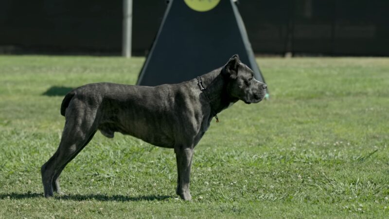 Cane Corso