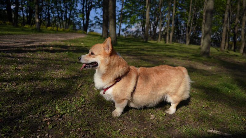 Cardigan Welsh Corgi