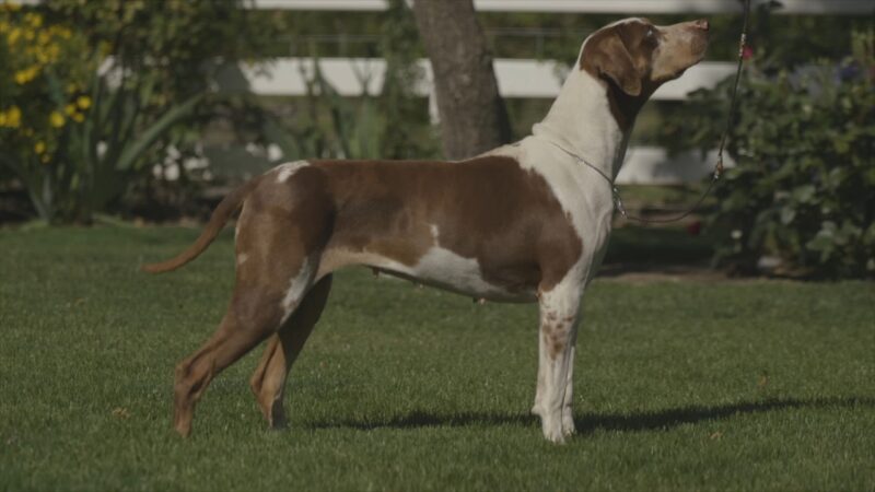 Catahoula Leopard Dog