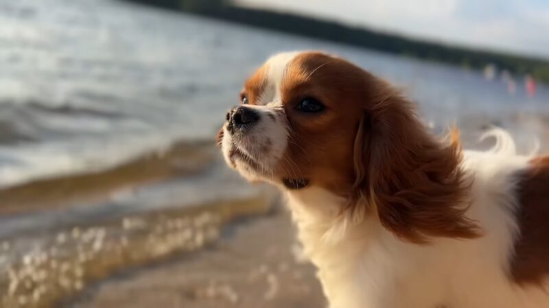 Cavalier King Charles Spaniel