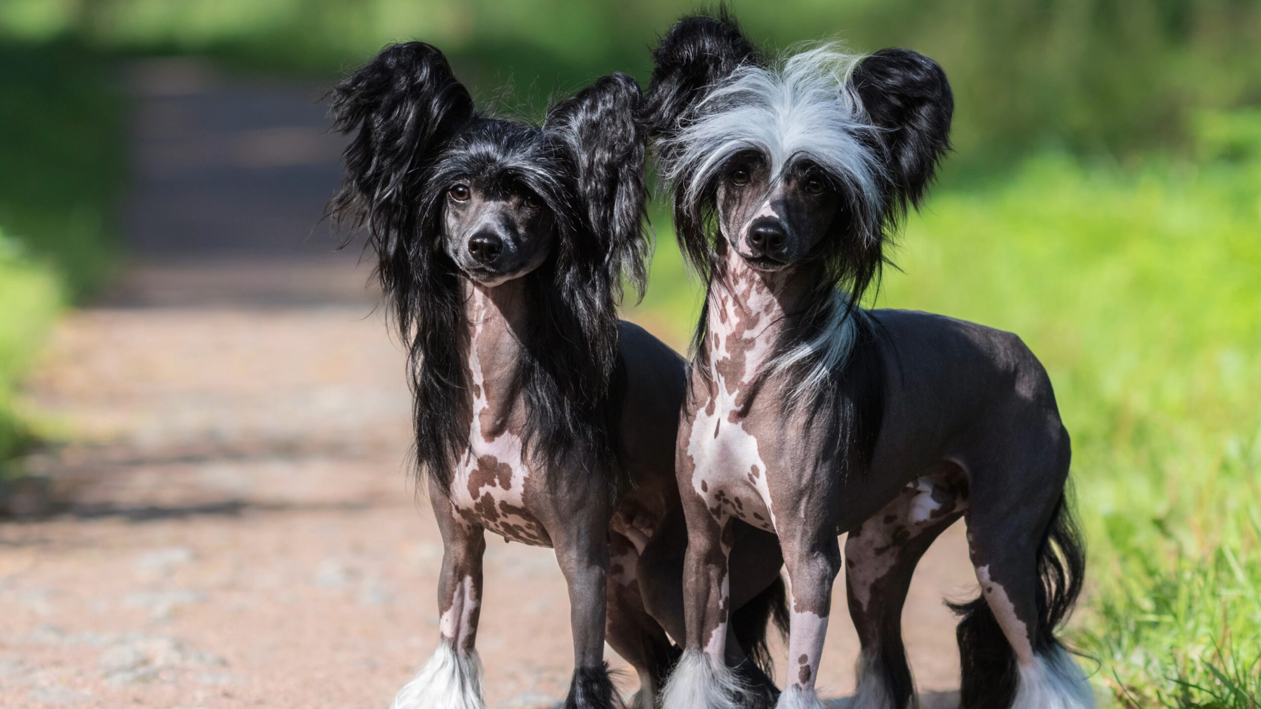 Chinese Crested Dog