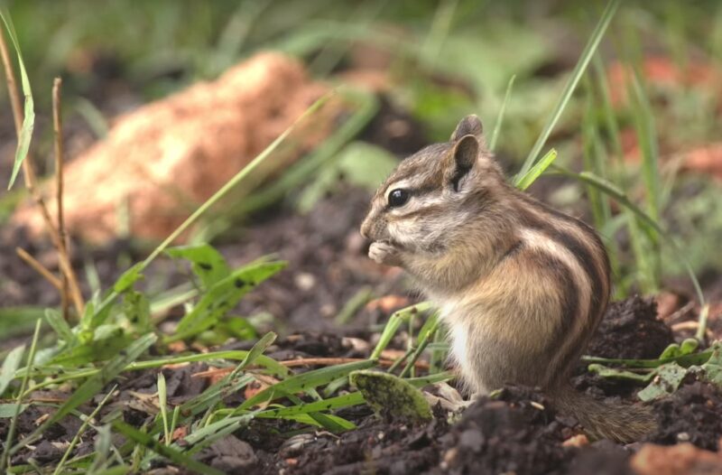 Chipmunk eating