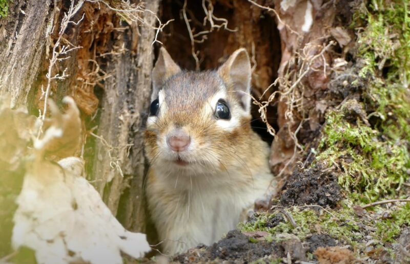 Chipmunk