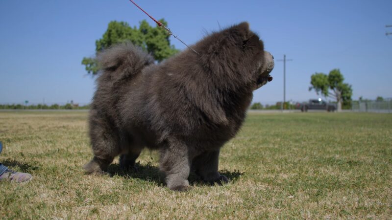 Chow Chow Dog Breed