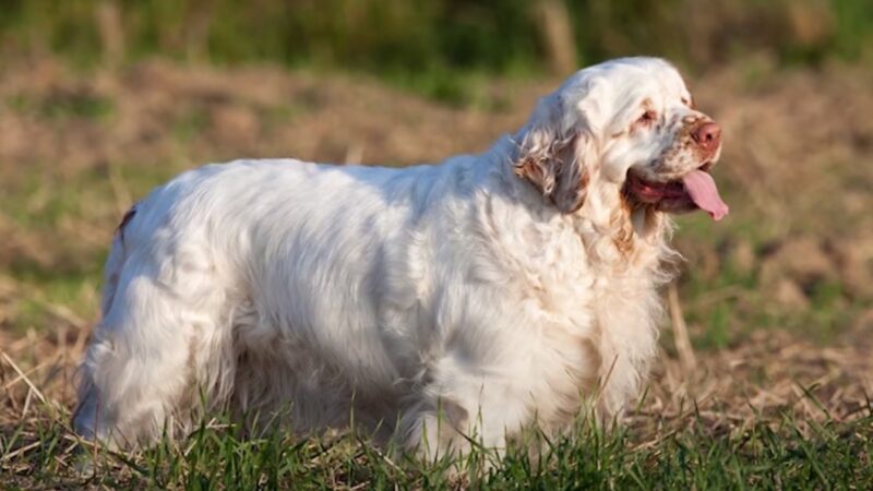 Clumber Spaniel