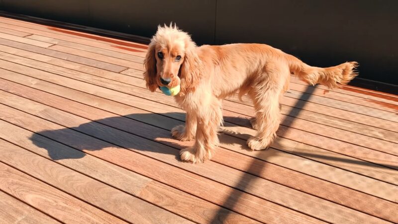 Cocker Spaniel