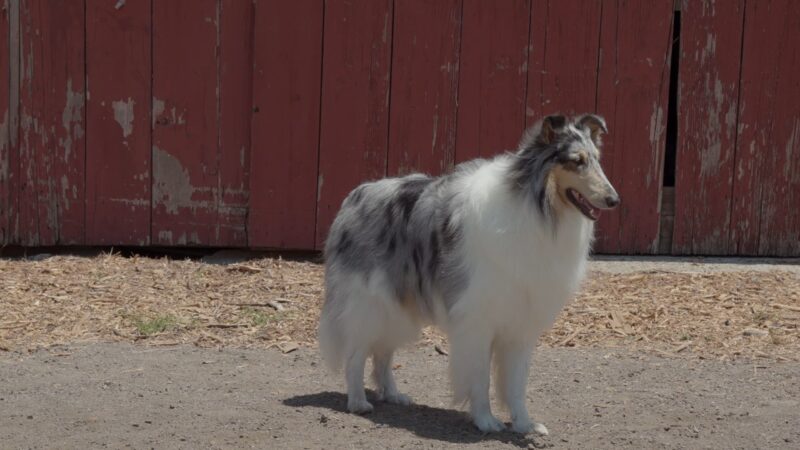 Collie