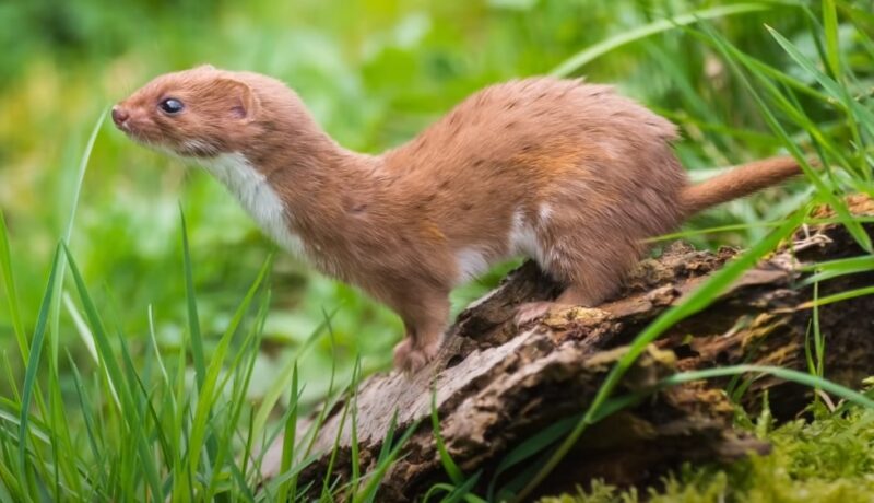 Conservation Efforts for Weasels