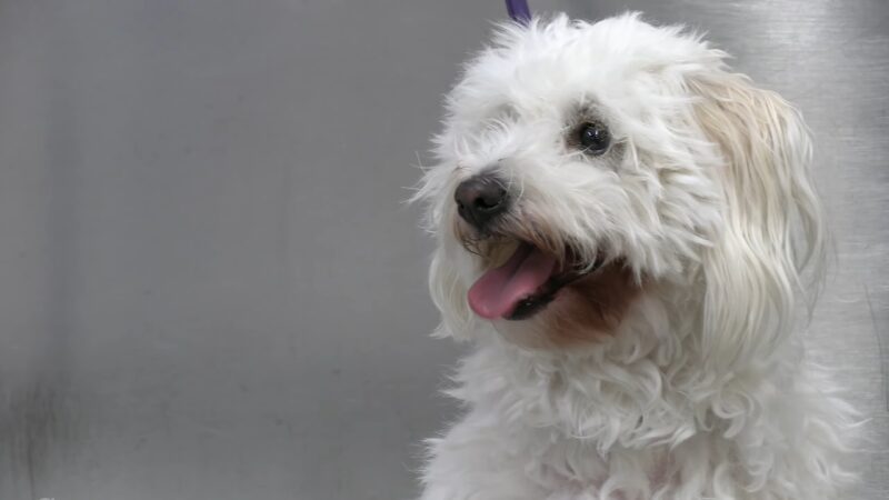 Coton De Tulear