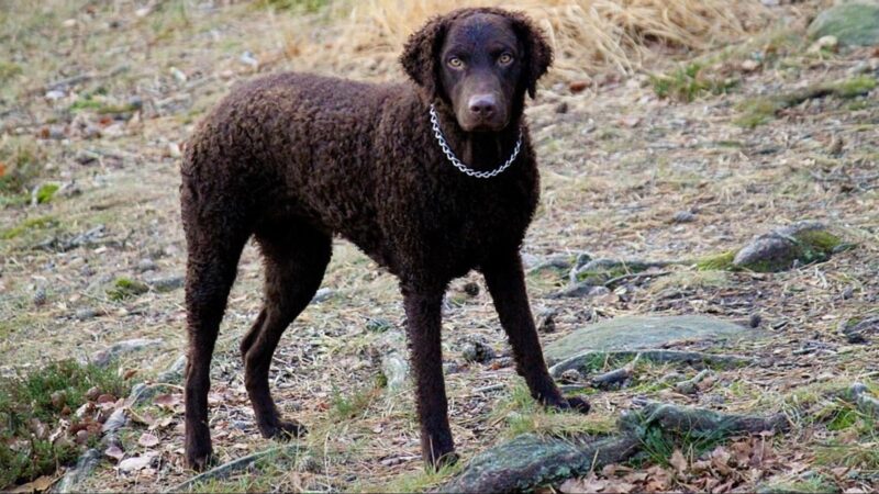 Curly Coated Retriever