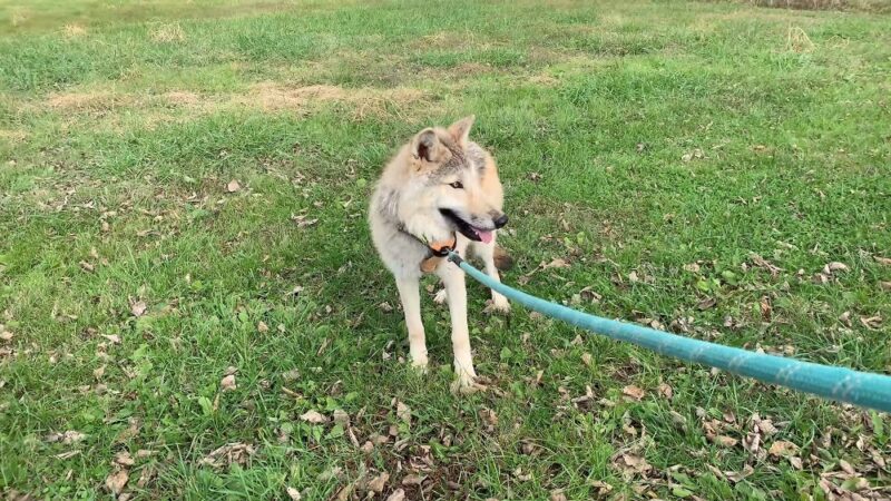 Czechoslovakian Wolfdog