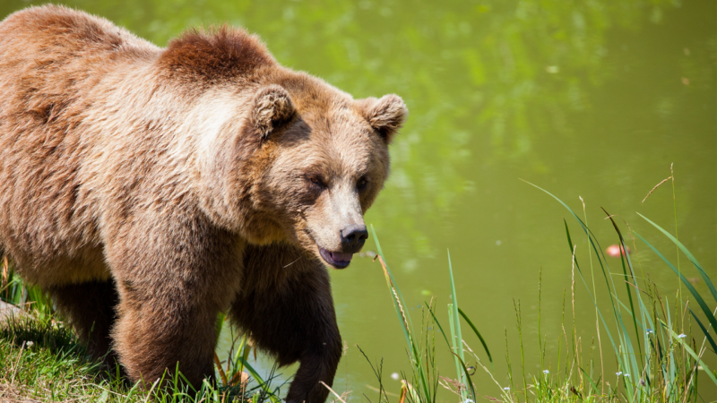 Do Not Try To Outrun A Bear