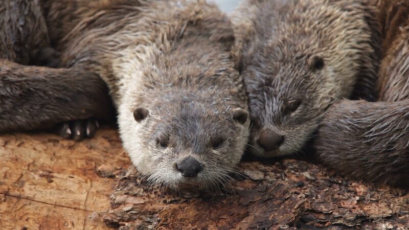 Evolution of Social Behaviors in otters
