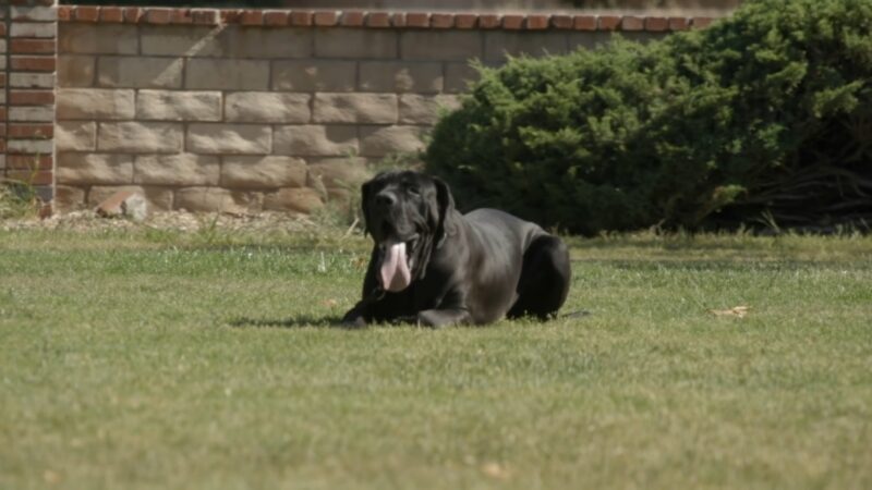 Fila Brasileiro