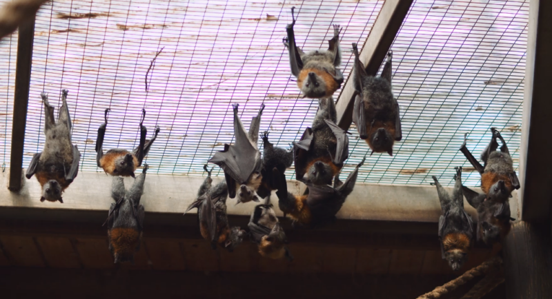 Flying Mammals - Bats