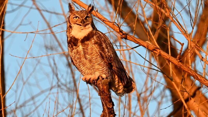 Great Horned Owl at sunrise