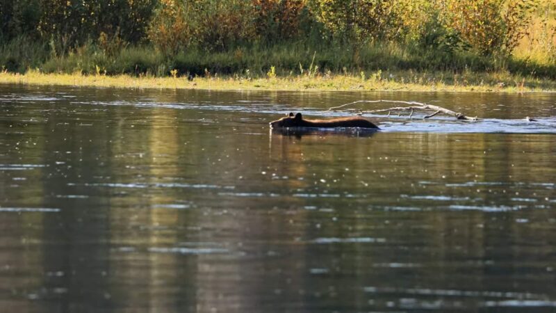 Grizzly Bear Swimming
