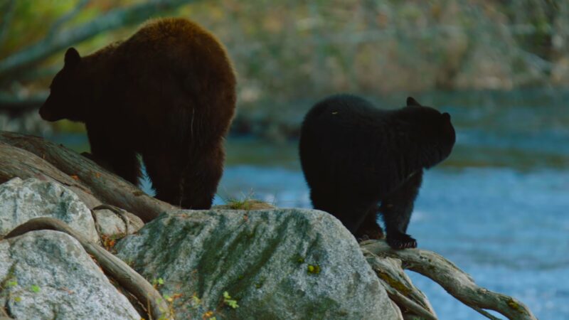 Grizzly Bears Environment