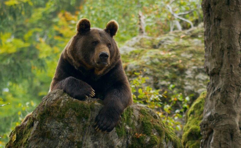 Habitat and Diet of bears