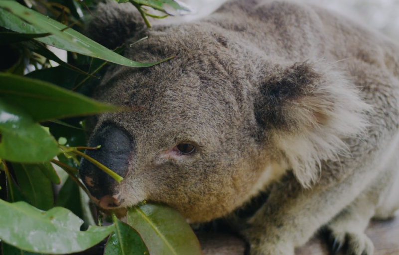 Koala