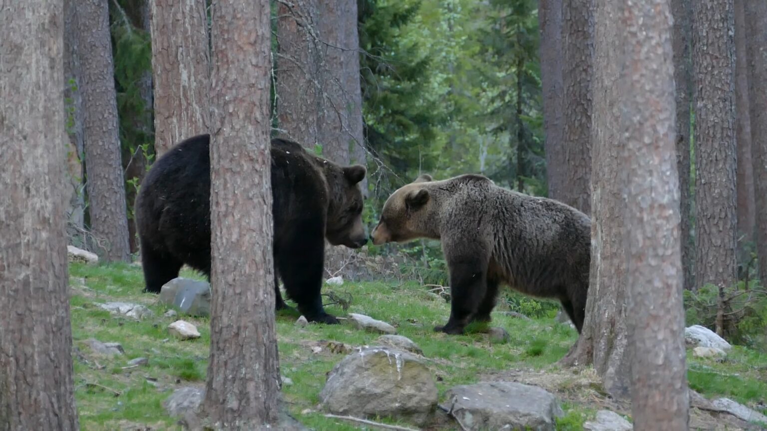 Spot The Difference Between A Male and Female Bear